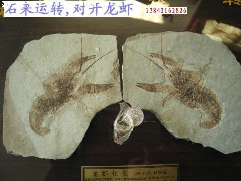中华潜龙化石图片