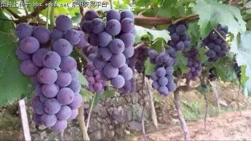 Eoof.Net 泉州交易平台 按此在新窗口浏览图片